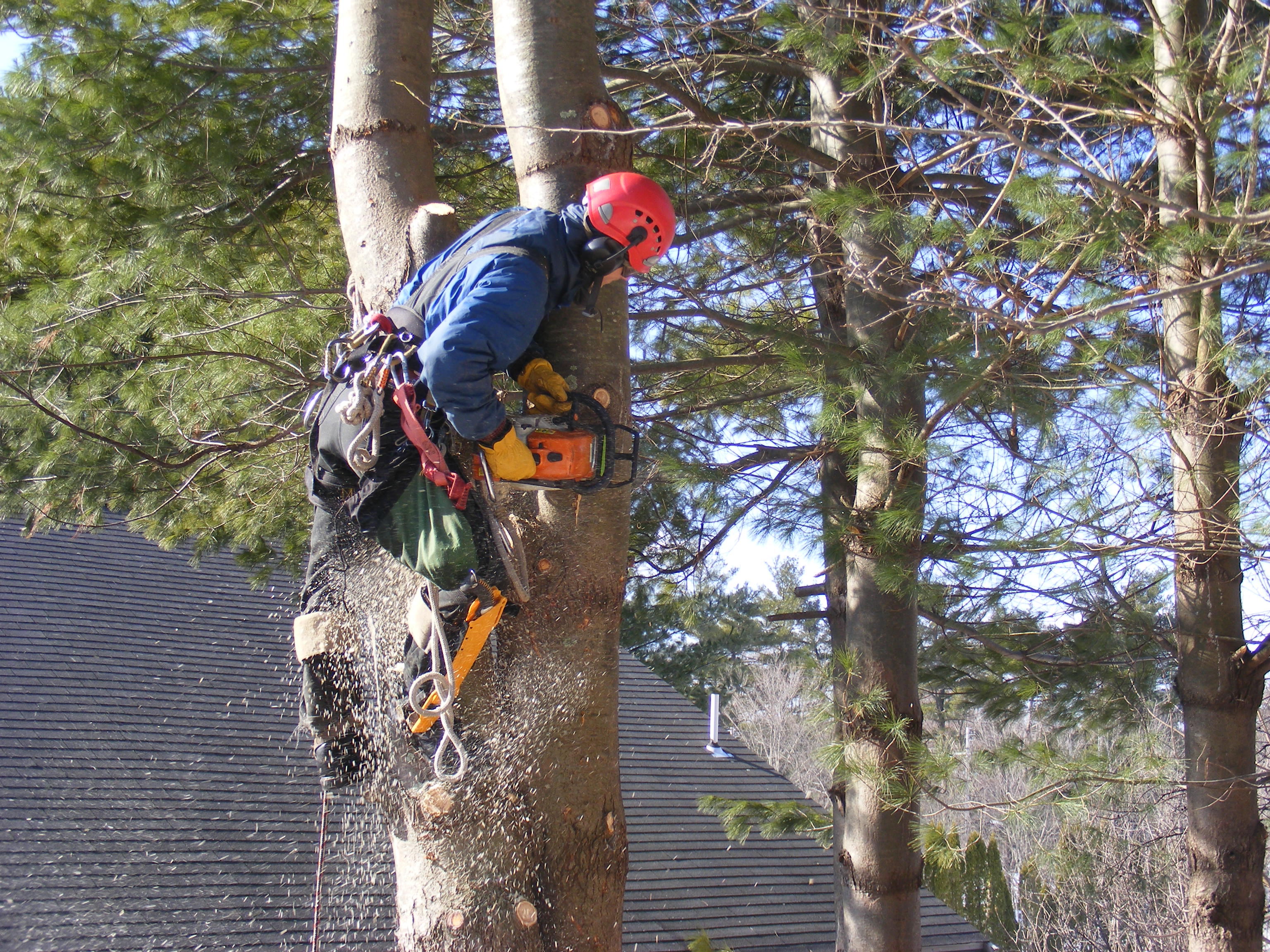 Tree service project